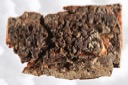 1452 Lobaria olivacea-Melanohalea